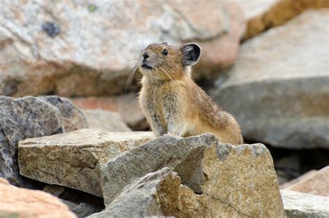 11 Best Pika Images On Pinterest Mice Rodents And Animal Pictures
