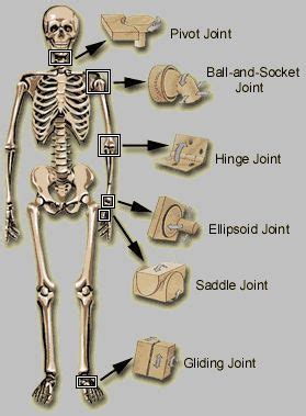 Types of bones you have ve types of bones in your body. Human Joint Types, just need to change it to livestock, which shouldn't be hard! | Human anatomy ...