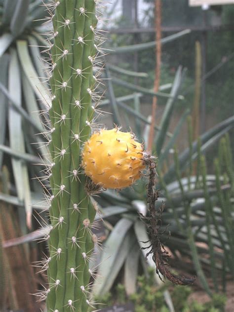It prefers full sun and should be watered when dry. Euphorbia Eritrea Emerald Giant Cactus (euphorbiaceae ...