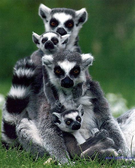 Lemurs 10 Funny Guys Who Just Dont Care Animals Beautiful Lemur