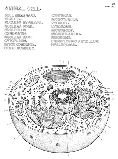 Key color the animal cell drawn below. Plant Cell Coloring Key Inspirational Cell Coloring Pages ...