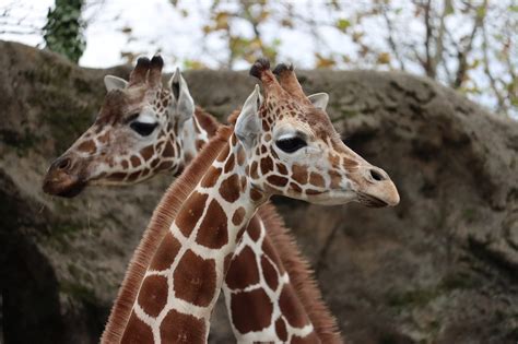 Philadelphia Zoo Welcomes 15 Month Old Giraffe ‘bea Whyy
