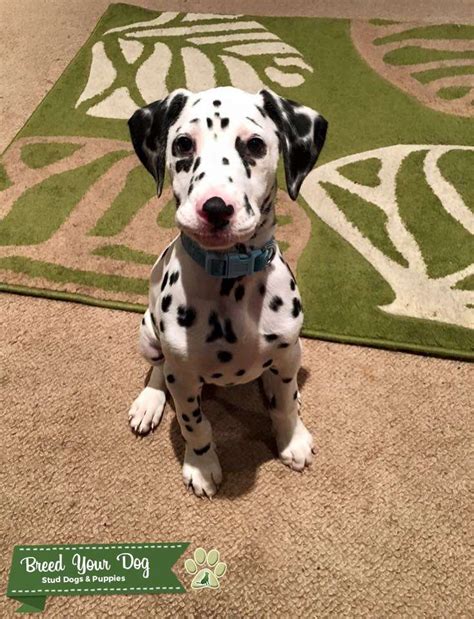 Male Dalmatian Stud Dog In West Yorkshire The United States Breed