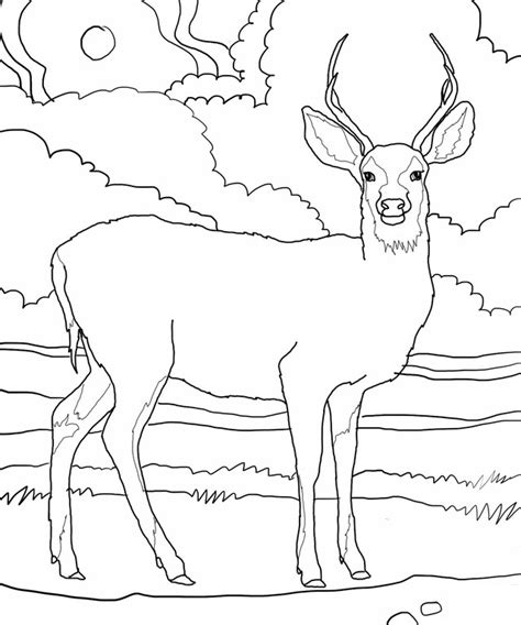 Free Printable Deer Coloring Pages