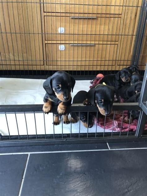 I have about 4 litters a year. Dachshund Puppies For Sale | Helena, MT #315801 | Petzlover