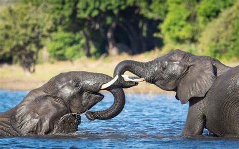Two Elephants Fighting In Kruger Park In South Africa Stock Image
