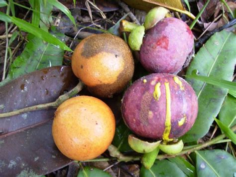 Fruit Manggis & Tampoi Mentok