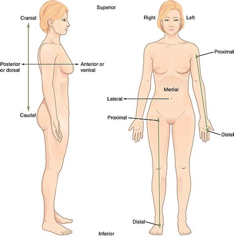 Directional Terms And Body Planes The Language Of Medical Terminology