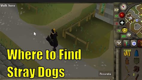 Where To Find Stray Dog In Osrs Youtube