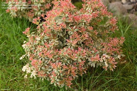 Plantfiles Pictures Pieris Andromeda Japanese Pieris Lily Of The