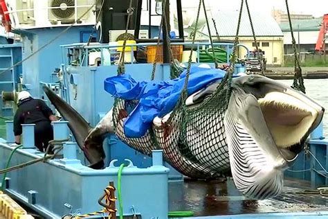 Japans Commercial Whaling Ship Returns With Whale On Its First Hunt