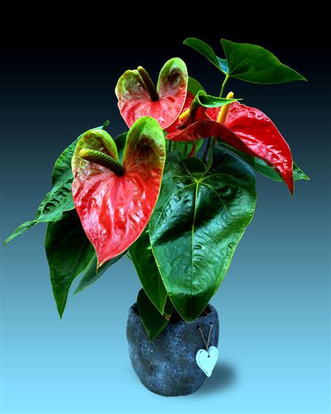 How To Grow Anthurium Plants Growing Anthuriums In Pots Flamingo