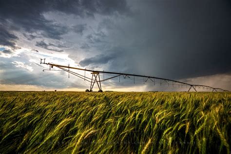 Farm Photography Print Picture Of Irrigation Sprinkler In Wheat Field