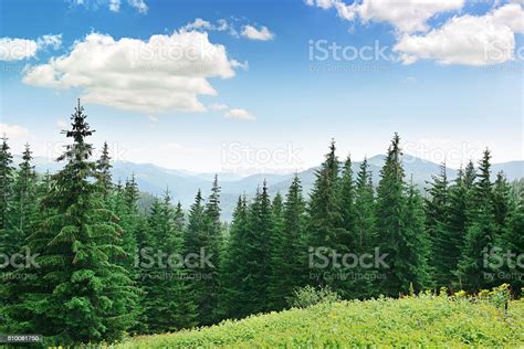 Beautiful Pine Trees Stock Photo Download Image Now Forest Pine