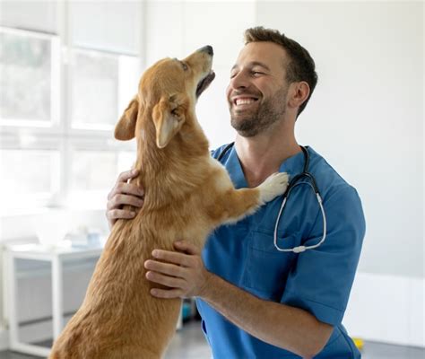 Sterilizzazione Nel Cane Differenze Tra Maschio E Femmina