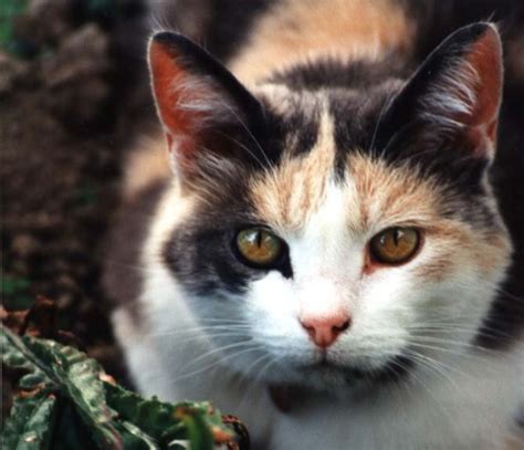 Calico The Cats Of Many Colours Nz