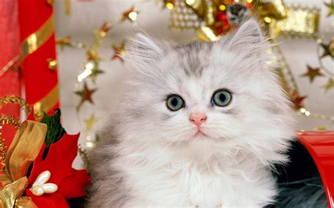 Cute Kitten Kittens Wallpaper 16123782 Fanpop