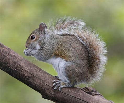 The Gray Squirrel Was Adopted As The State Wild Animal Game Species Of