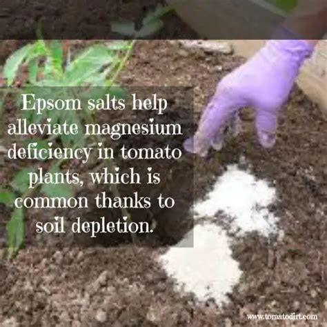 10 Uses For Epsom Salt In The Garden Fasci Garden