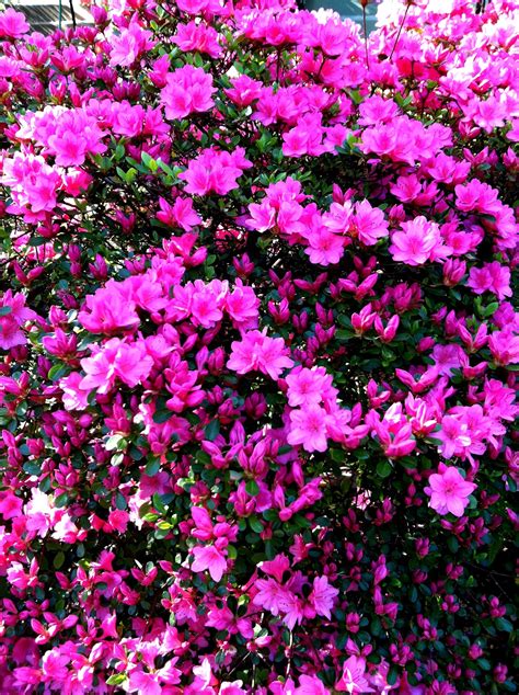 Azaleas I Think These Are Those Amazing Bright Pink Bushes Im