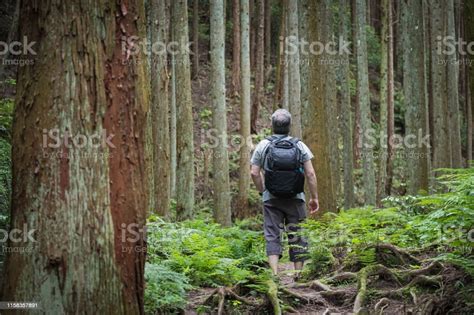 Solo Mature Man Forest Bathing In Japanese Hinoki Cypress Forest Stock