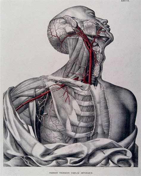 Pin On Anatomy Illustration