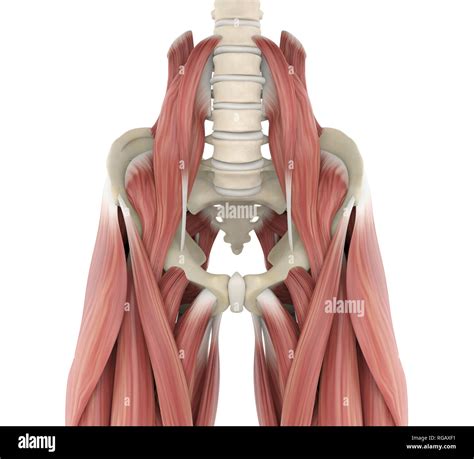 Anatomie Des Muscles Psoas Photo Stock Alamy