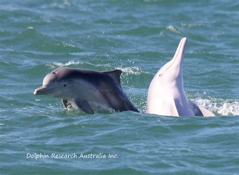 Moreton Bay Dolphin Project Dolphin Research Australia Inc
