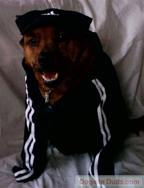 Gangsta Dogs 22 Pics