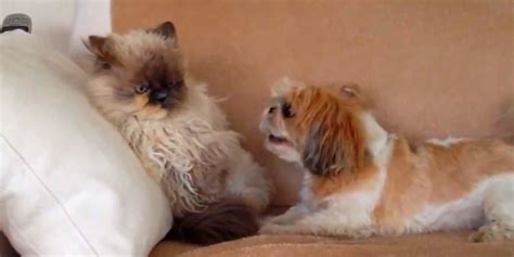 Heres Proof That Dogs Just Desperately Want To Be Friends