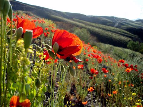 Landscapes Flowers Hills Poppies Wallpapers Hd Desktop And Mobile