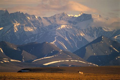 Brooks-Range-and-Caribou - Arctic Wild