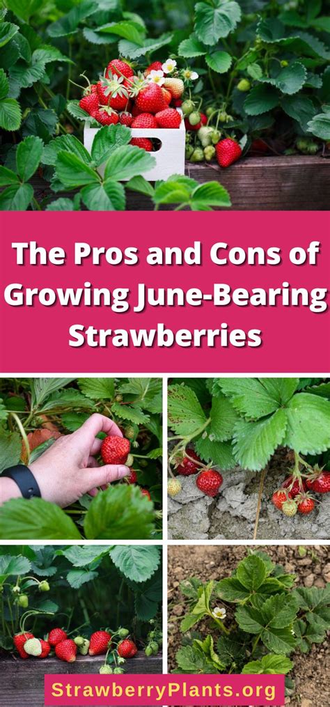 17 Pros And Cons Of Growing June Bearing Strawberries Strawberry Plants