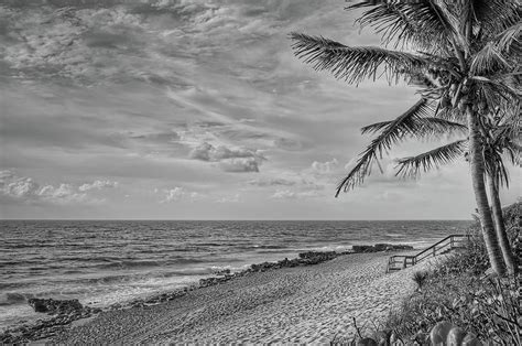 Coral Cove Palms Photograph By Steve Daponte Fine Art America