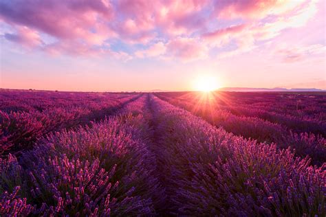 Lavender Field At Sunset Provence Amazing Landscape With Fiery Sky