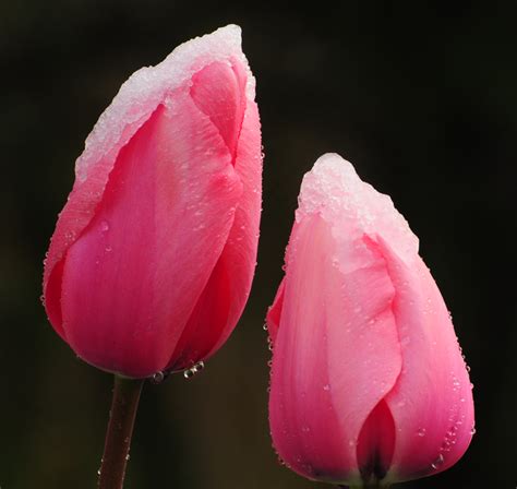 Snow Tulips 2