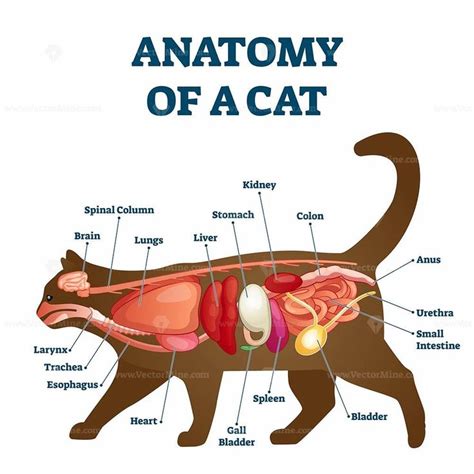 Anatomy Of Cat With Inside Structure And Organs Scheme Vector