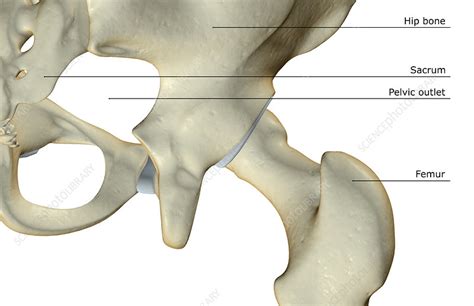 The Bones Of The Hip Stock Image F0019029 Science Photo Library