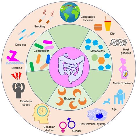 The Factors Influencing The Composition And Function Of Gut Microbiota