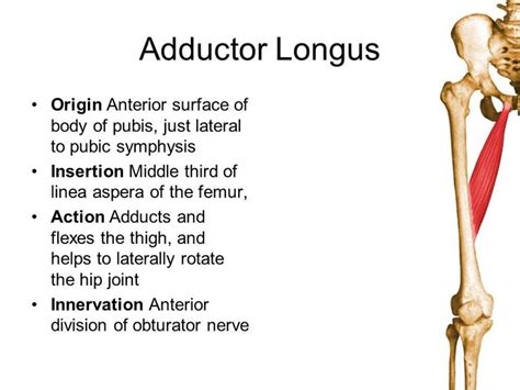 There are 3 tendons in the back of the thigh that connect the hamstring muscles to the ischial tuberosity (the sit bone) in the pelvis. adductor longus origin and insertion - Google Search ...