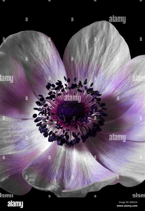 Anemone Harmony Pearl Stock Photo Alamy