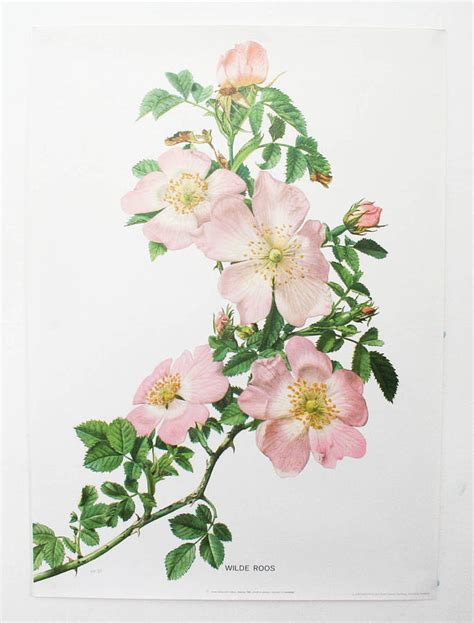 Vintage Botanical Print Wild Roses By Bonnie And Bell
