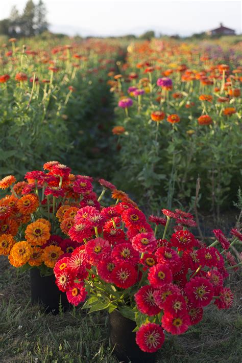 Zinnias In The Vegetable Garden