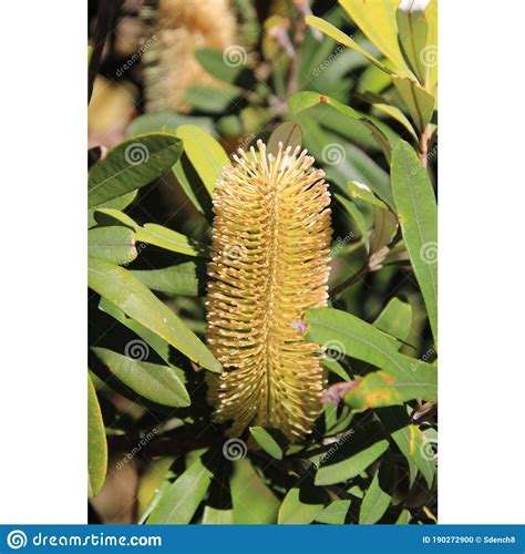 Coastal Banksia Banksia Integrifolia Australian Native Flower Stock