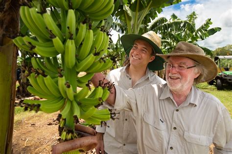 First Genetically Modified Banana Being Assessed By