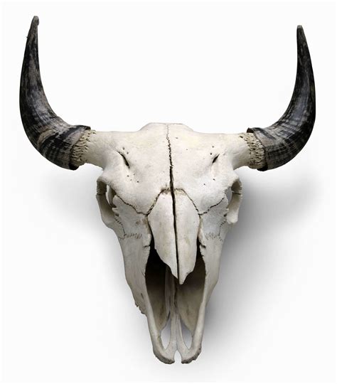 We come across a horned skull in an old building! Buffalo Skull w Horns - Park City Museum
