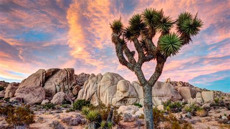 Joshua Tree National Park Full Hd Wallpaper And Background Image