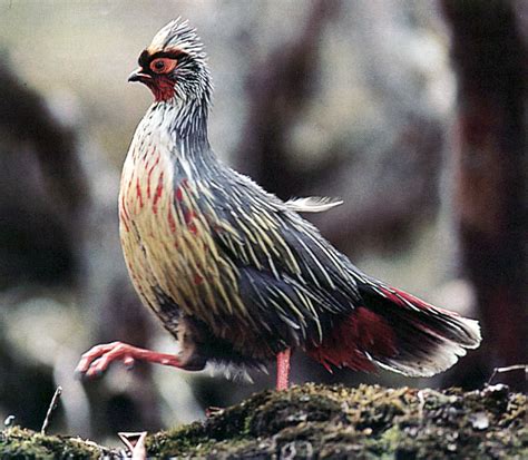 Thus, read on to test your animals vocabulary and learn something you have not already known! Animal A Day!: Blood Pheasant