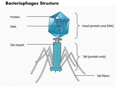 Bacteriophage Structure Labeled