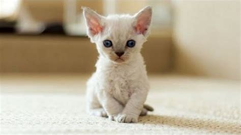 Cute Kittens Will Warm Your Heart Cutest Devon Rex Youtube
